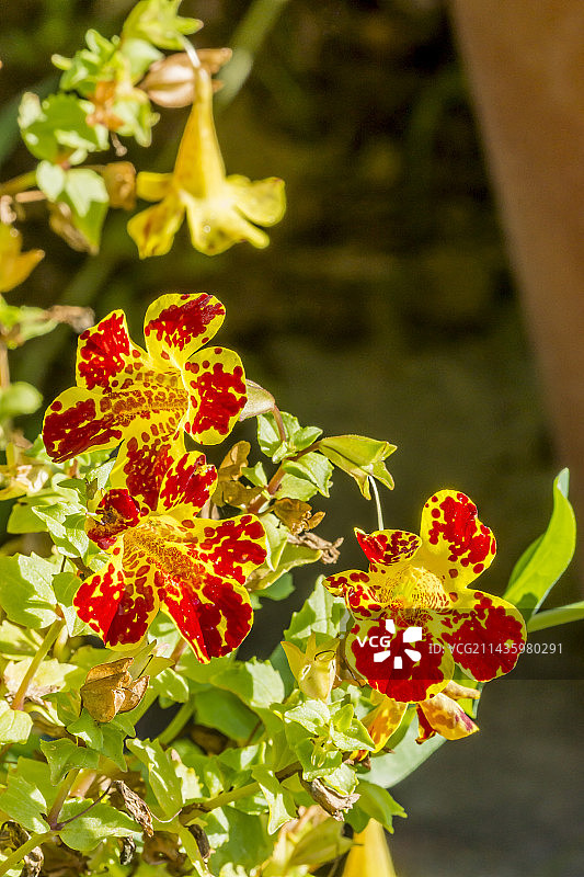 魔力猴面花图片素材