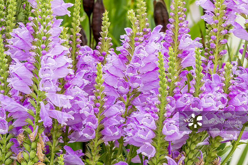 弗吉尼亚生理学家“瓦森霍夫”图片素材