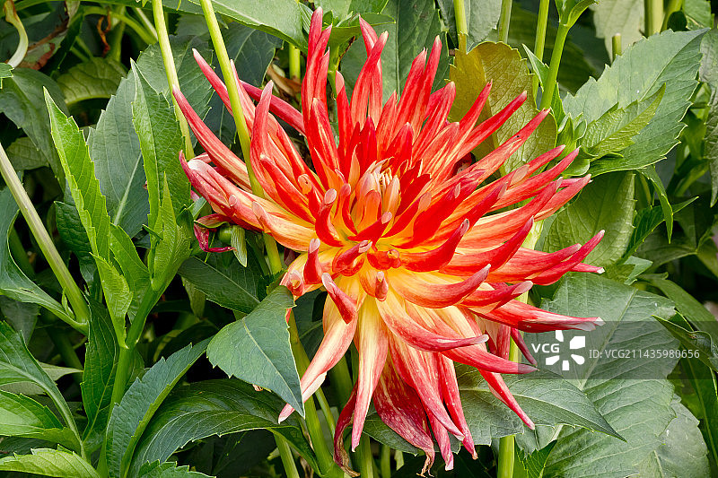 花园中盛开的大丽花 ‘Lucifer’图片素材