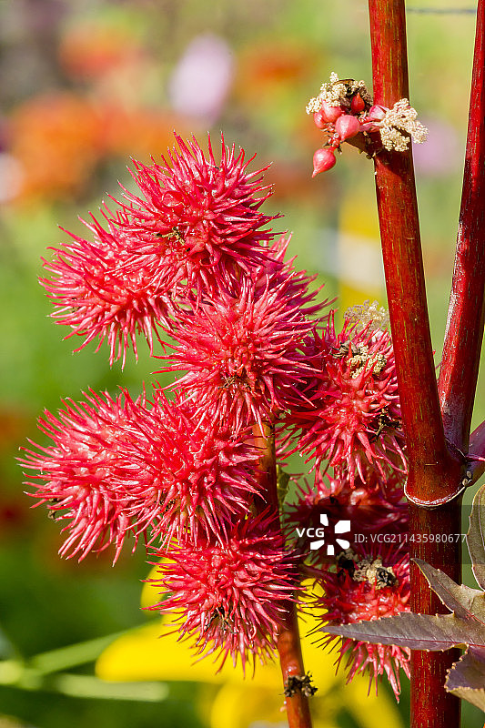 红塔蓖麻图片素材