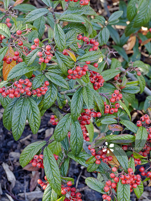 华山矾图片素材