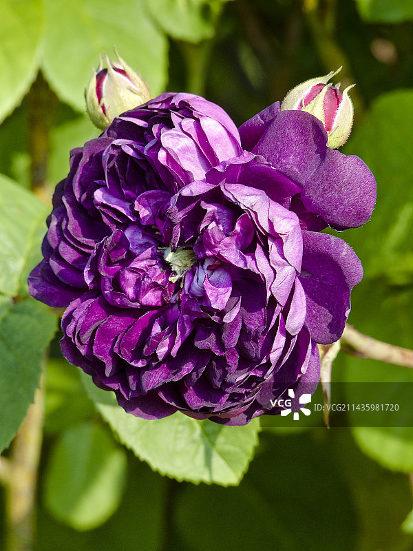 花园中盛开的‘邦斯泰登男爵’玫瑰树图片素材