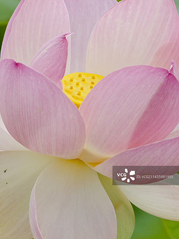 莲属椰子图片素材