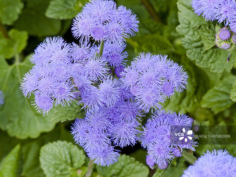 霍香蓟‘蓝色地平线’图片素材