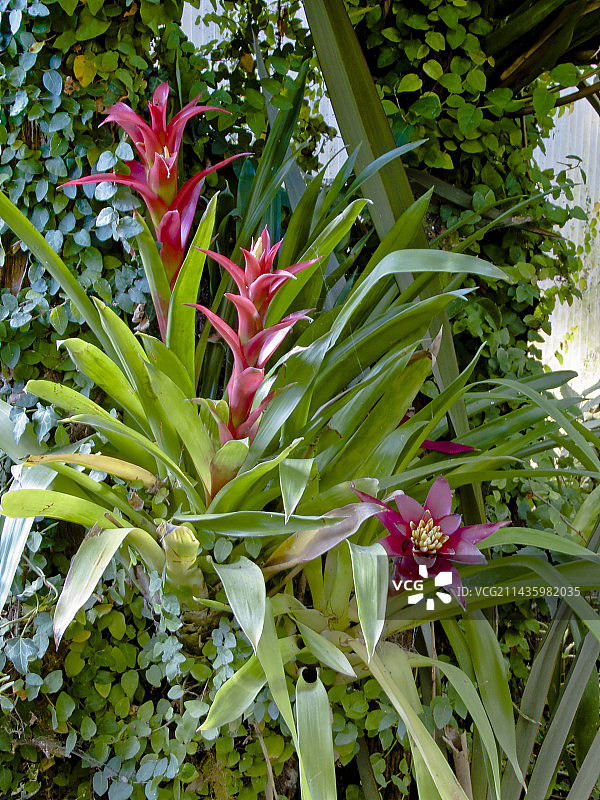 红星凤梨图片素材