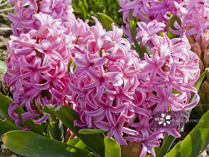 花园中盛开的粉珍珠风信子图片素材