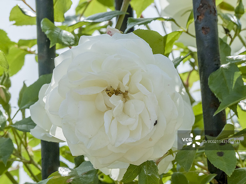 花园中盛开的攀登冰山玫瑰树图片素材