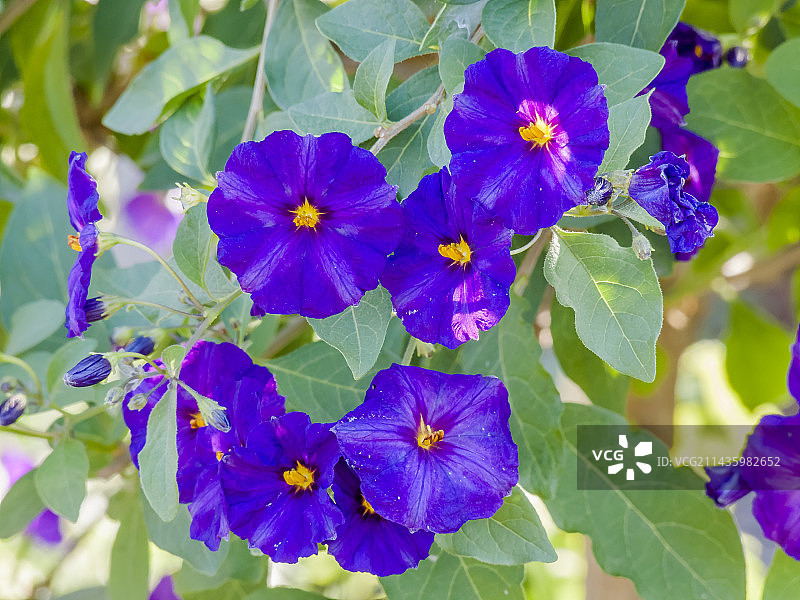 龙葵(Solanum rantonnetti)图片素材