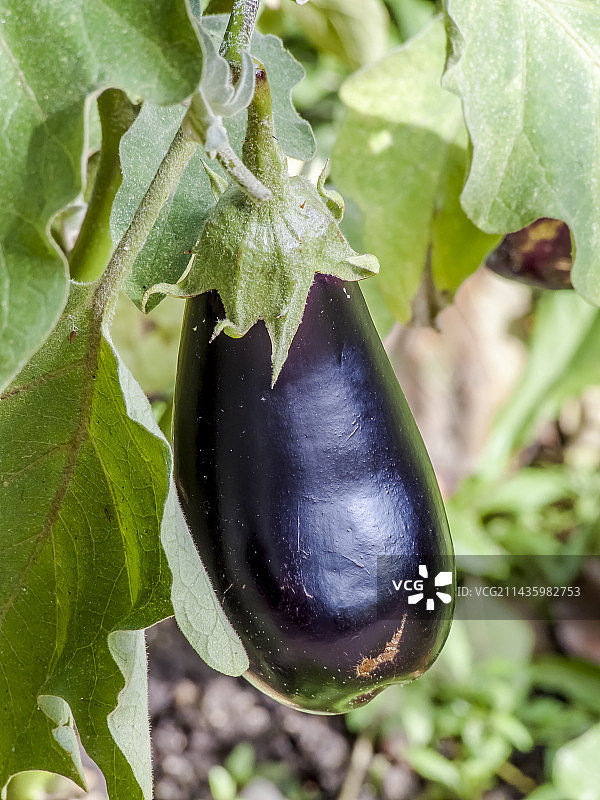 巴尔班塔纳紫茄图片素材