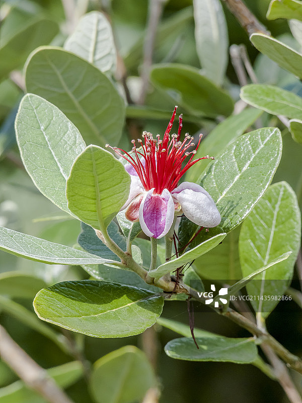 阿卡·塞洛维亚纳图片素材