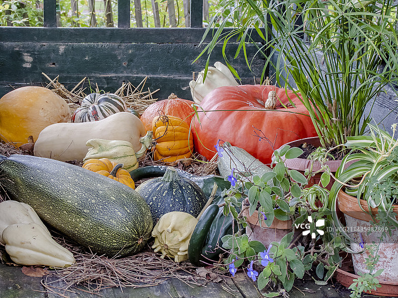 秋季南瓜采摘图片素材