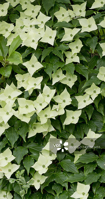 Cornus kousa 'Milky Way'图片素材