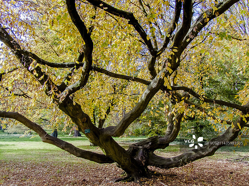 垂枝欧洲鹅耳枥，文森森林植物园，法国巴黎图片素材