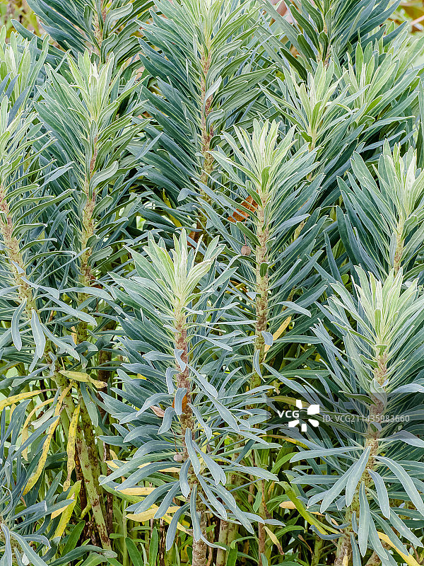 小矮人大戟图片素材