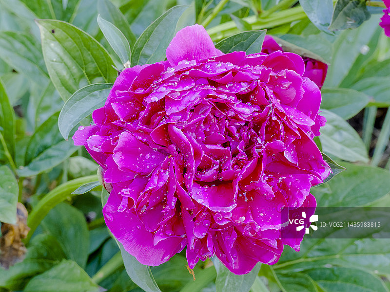 花园中盛开的“欧文·奥特曼”牡丹图片素材