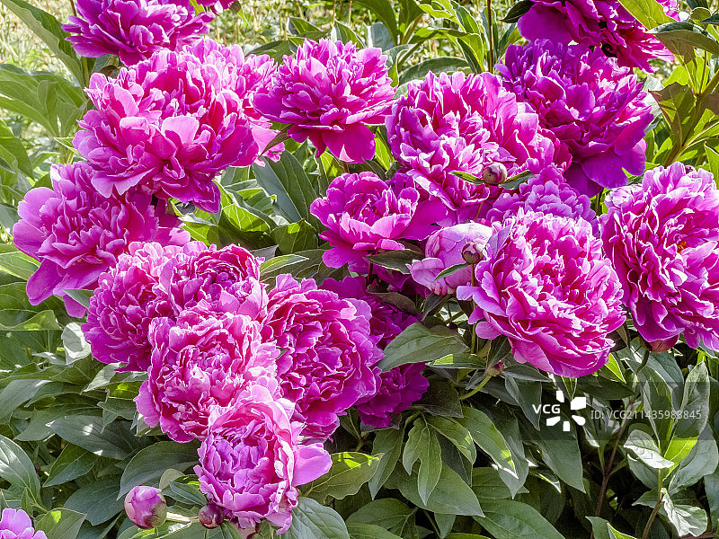 花园中盛开的‘马恩河胜利’牡丹图片素材