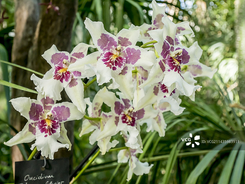 文心兰图片素材