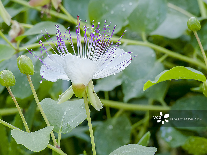 多刺山柑图片素材