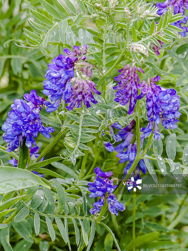 紫花棘豆图片素材