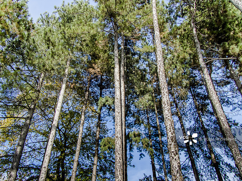 欧洲黑松图片素材