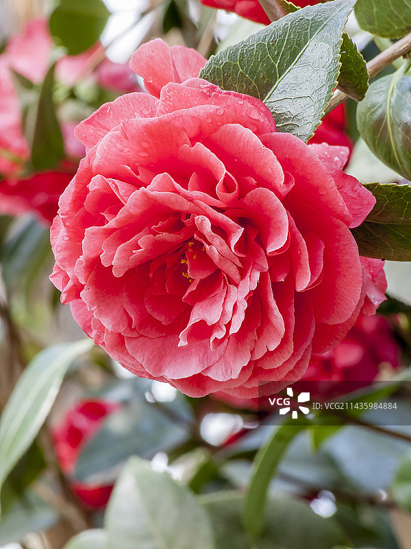 花园中盛开的“玛丽·居里”山茶花图片素材