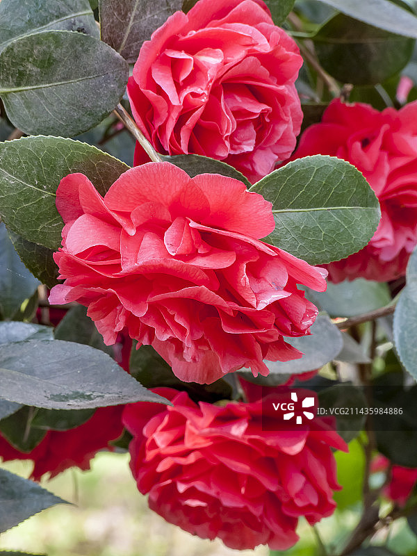 花园中盛开的“玛丽·居里”山茶花图片素材