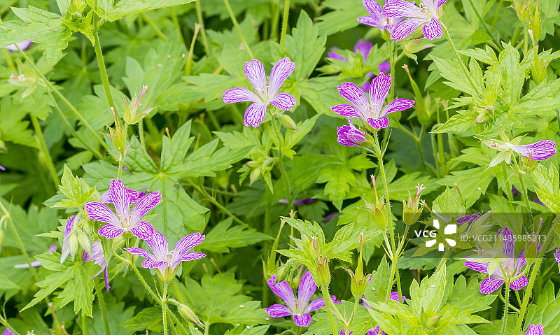 天竺葵'Southcombe Star'图片素材