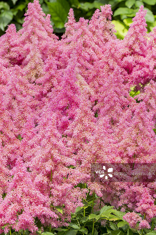 秀丽落新妇图片素材