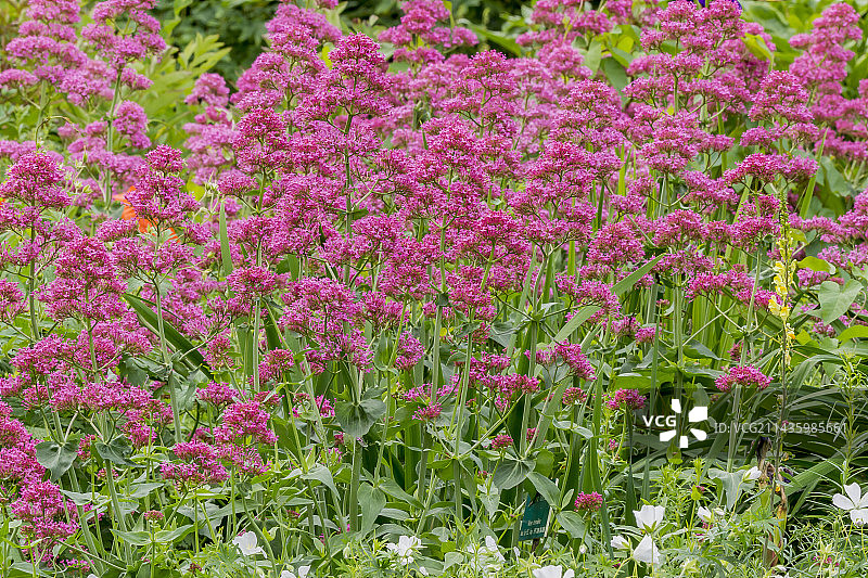 Centranthus ruber图片素材