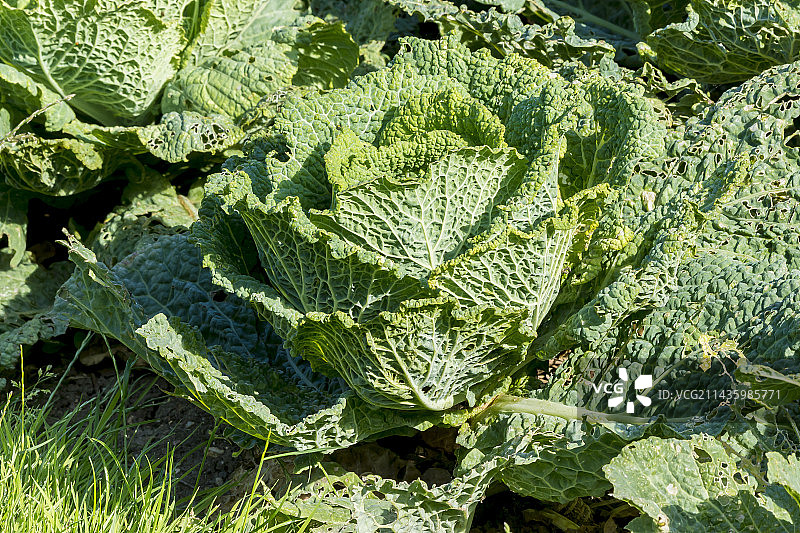 米兰卷心菜图片素材