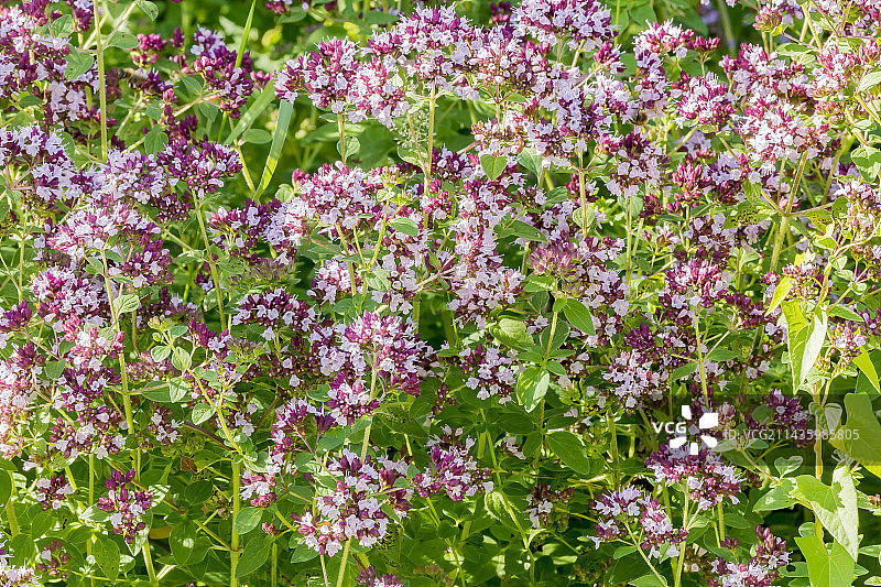 希腊牛至图片素材