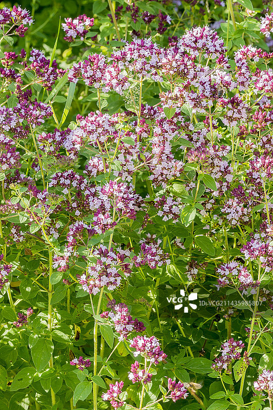 希腊牛至图片素材