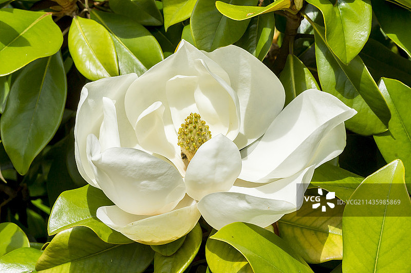 日本厚朴图片素材