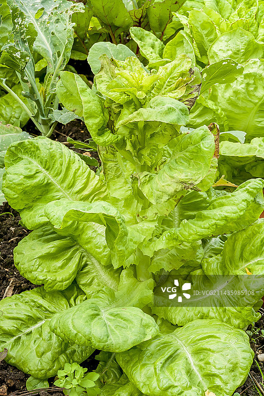 巴黎金发巴塔维亚生菜图片素材