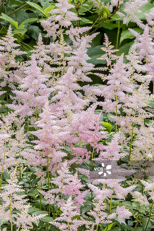 日本落新妇“Europa”图片素材