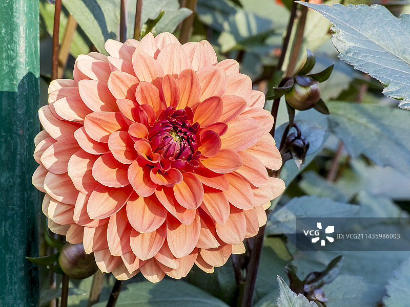 花园中盛开的大丽花品种：Clovis图片素材