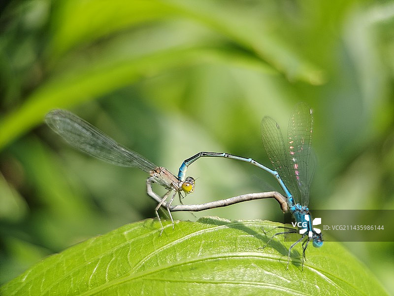 情深意长——正在叶子上交配的豆娘图片素材