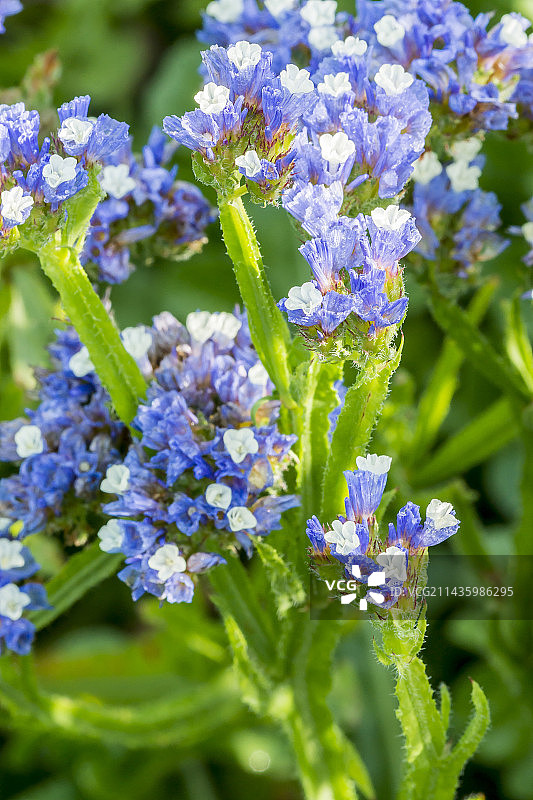 蓝冰Qis海石竹图片素材