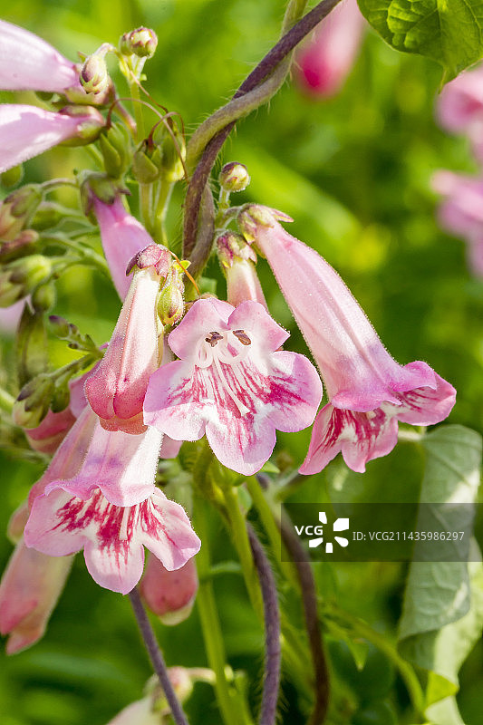 花园里盛开的玫瑰花图片素材