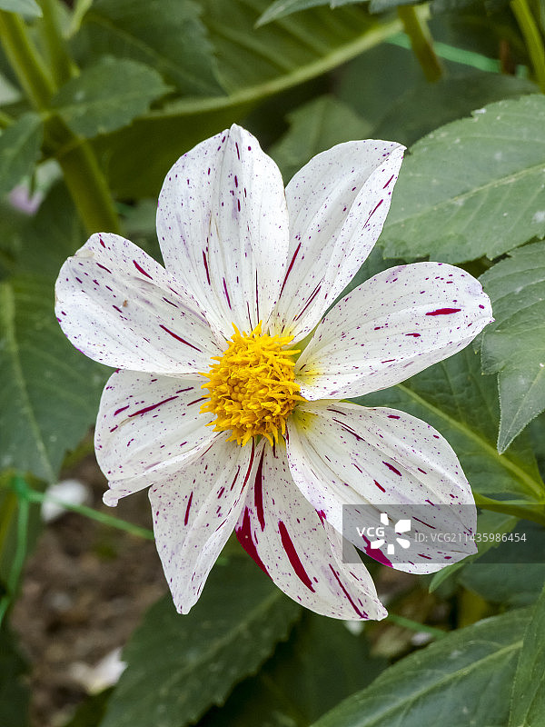 大丽亚·博蒙特《暴风雪》(FRA) 2006图片素材