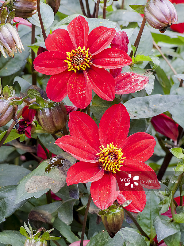 花园中盛开的“铁娘子”大丽花图片素材