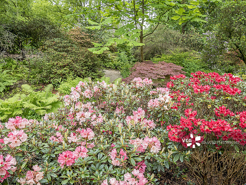 花园中盛开的杜鹃花 ‘提香美人’ 和 ‘地平线君主’图片素材