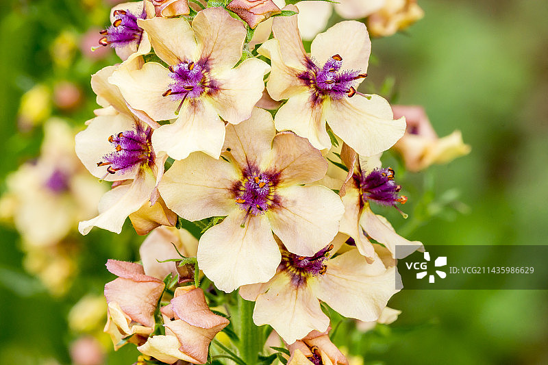 毛蕊花“南方魅力”图片素材