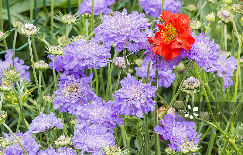 ‘娜娜’蓝盆花和‘布拉德肖夫人’金山图片素材