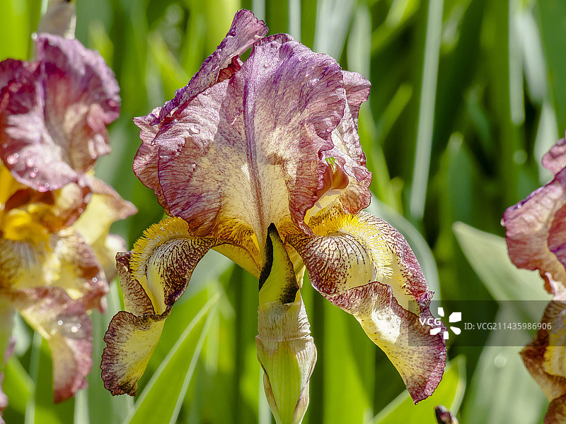德国鸢尾花“蒂芙尼”图片素材