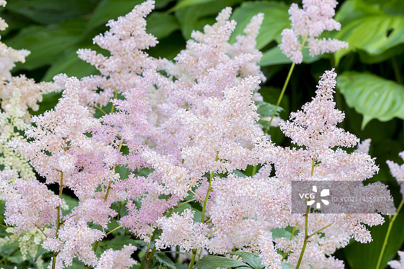 日本落新妇“Europa”图片素材