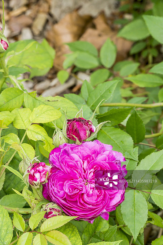 四季月季，1660图片素材