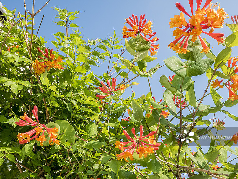 Dropmore猩红色金银花图片素材