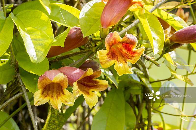 炮仗花图片素材