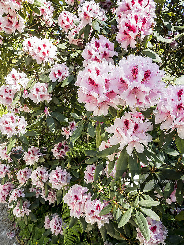 杜鹃花‘Mrs. G.W. Leak’花园盛开图片素材